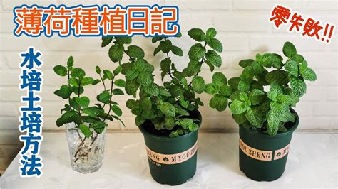 水種大葉植物